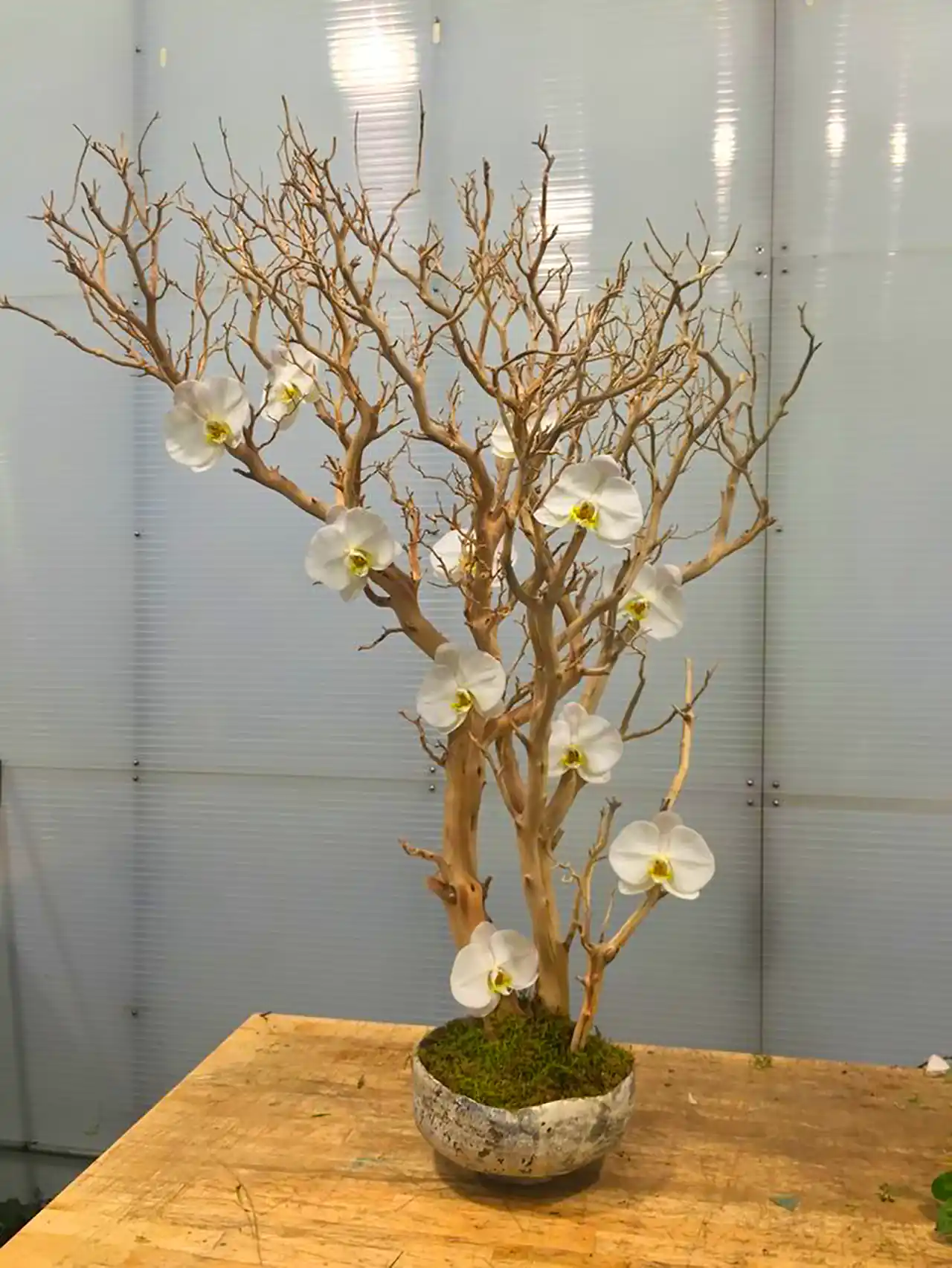 دکور مدرن با گل طبیعی 
